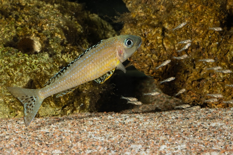 Xenotilapia papilio 'Tembwe Deux'